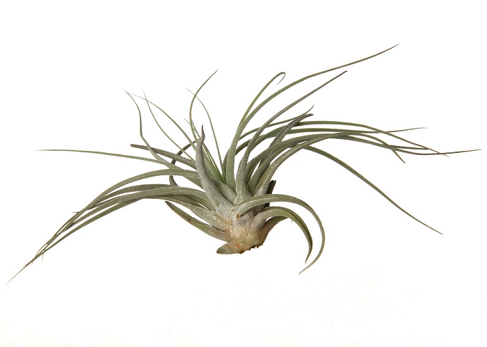 TILLANDSIA OAXACANA